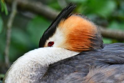 Close-up of a bird