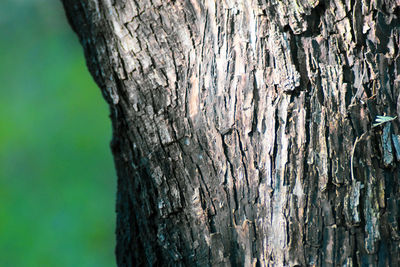 Close-up of tree trunk