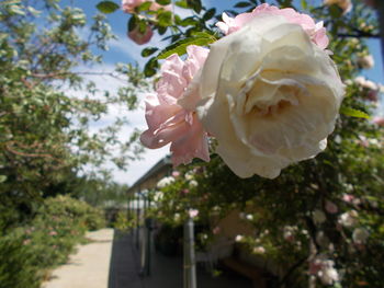 Close-up of rose blooming