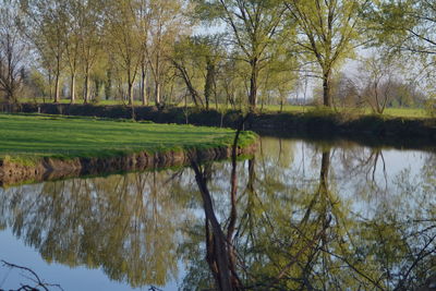 Scenic view of lake in forest