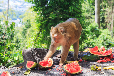 Monkey sitting on a tree