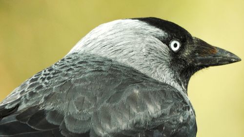 Close-up of bird against gray background