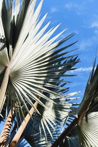 Close-up of palm tree against sky