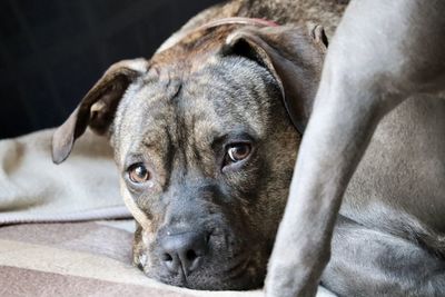 Close-up portrait of a dog resting