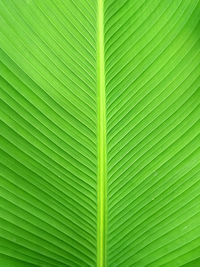 Full frame shot of palm leaves