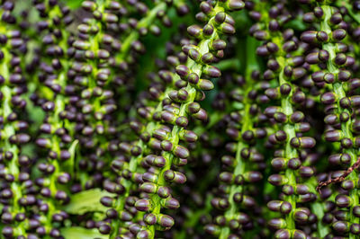 Full frame shot of roasted coffee beans