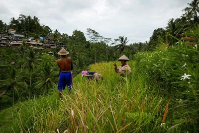 Farmers working on agricultural field