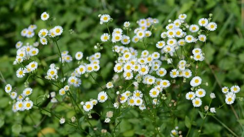 Close-up of white flowering plants on field