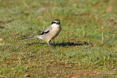 Bird on field