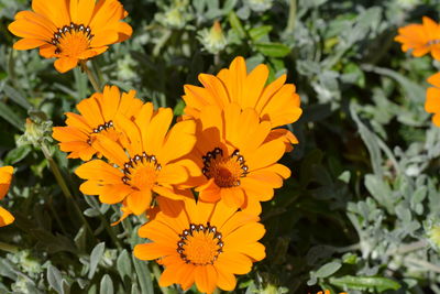 Close-up of orange flowers blooming outdoors