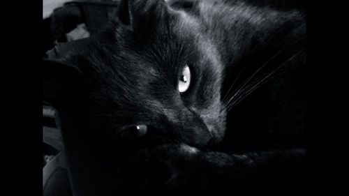 Close-up portrait of cat