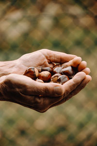 Cropped hand holding nuts in hand