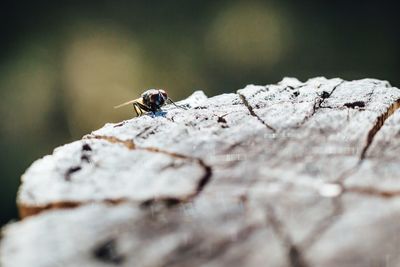 Close-up of insect