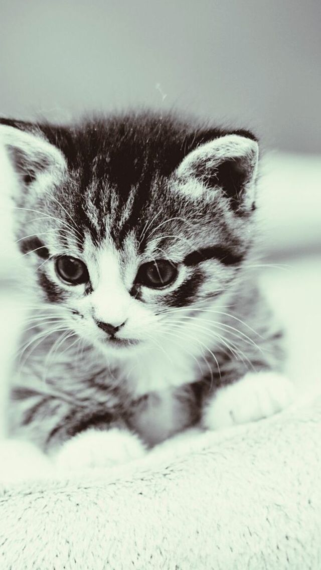 domestic cat, pets, cat, one animal, domestic animals, animal themes, feline, mammal, whisker, portrait, looking at camera, close-up, animal head, indoors, animal eye, focus on foreground, alertness, staring, front view