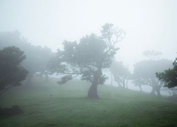 Trees on field against sky in foggy weather