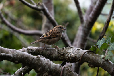 Close-up of bird perching on branch