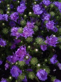 Close-up of purple flowers