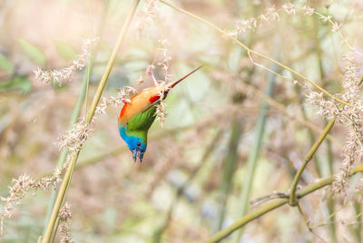 Close-up of bird perching on tree