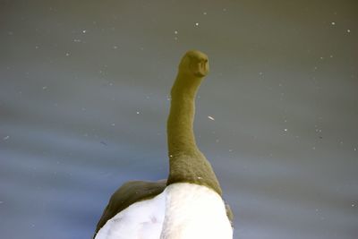 Reflection of swan swimming in lake