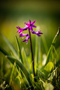 Close-up of purple flowering plant on field