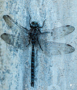 Close-up of insect