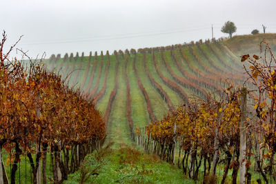 Vineyard against sky