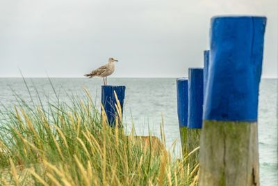 Side view of seagull perching on blue painted wooden post against clear sky