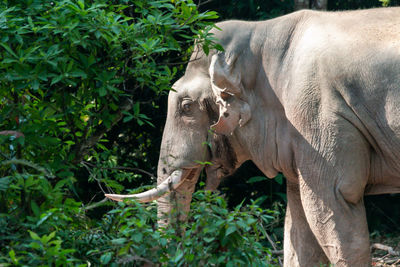 Elephant in a forest
