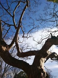 Low angle view of bare tree against sky