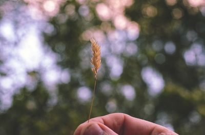 Close-up of human hand holding plant