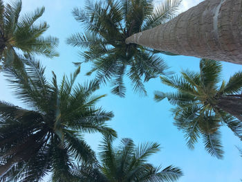 Low angle view of palm trees against clear sky