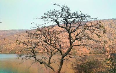 Bare tree by mountain against clear sky