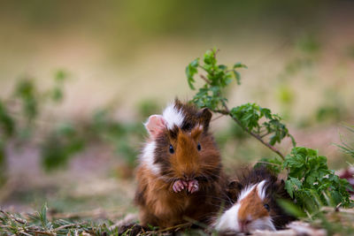 Close-up of a guinea pig