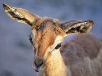 Close-up of young gazelle