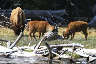 Baby bison scratching his neck against an old stump.