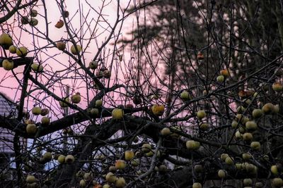 Close-up of fruit tree