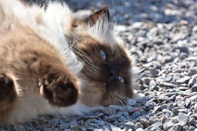 Close-up of cat relaxing on land