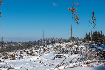 Winter pine tree forest destroyed, affected by a powerful snowstorm. natural disaster