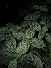 Full frame shot of plants