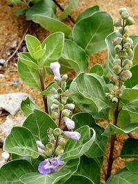 High angle view of flowering plant