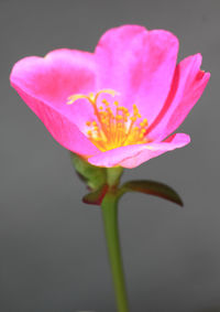 Close-up of pink water lily