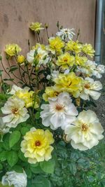 Close-up of yellow flowers blooming outdoors