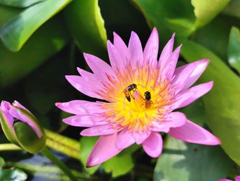 Close-up of bee pollinating flower