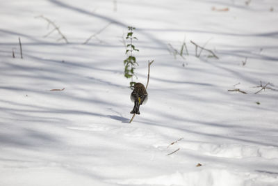 High angle view of insect on snow covered land