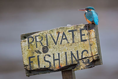 Close-up of kingfisher perching on old sign board