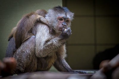 Close-up of monkey sitting outdoors