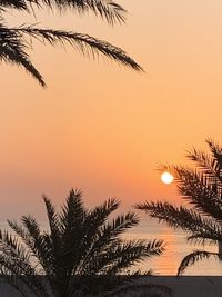 Low angle view of silhouette palm tree against orange sky