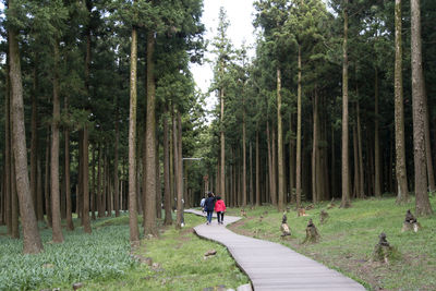 Rear view of hikers walking on boardwalk in jeju jeolmul recreational forest