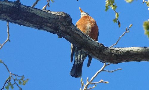 Low angle view of bird perching on tree against sky