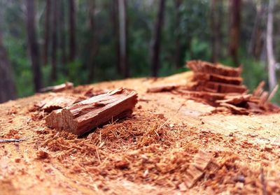 Close-up of logs in forest